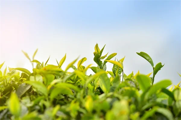7月の花がら摘み完全ガイド｜プロが教える5つの花で2度咲き＆長く楽しむコツ