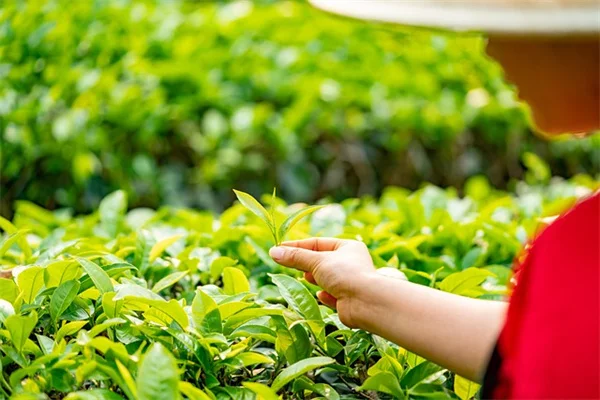 茉莉花の育て方でよくある10の質問——実践ガイド付き