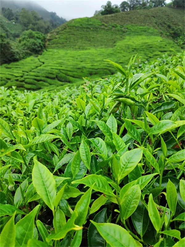 牡丹が咲かない原因は植え付けの深さ？ミシガンで10年育てた私が教える育て方のコツ