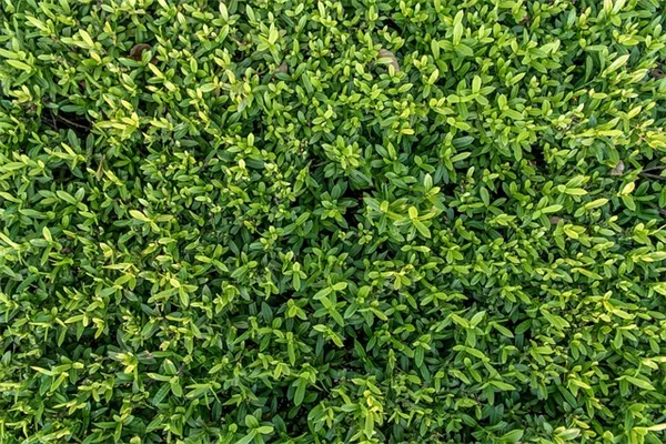 赤い熱帯花の育て方とおすすめ品種10選